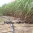 Water Saving Drip Tape Kit For Sugarcane Farms (Экономия воды капельного ленты Комплект для сахарного тростника Farms)