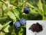 Bilberry Extract-Anthocyanidin ()