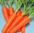 New Fresh Red Carrots (Новые сохранение свежести морковь)